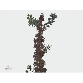 Freshy Spiraea Nip Snowmound Bio | Kleur: Groen | Lengte ± 50 centimeter | Per 10 takken