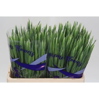 Freshy Iris “White Magic” | Couleur: Blanc | Longueur ± 62 centimeter | Par 50 tiges de fleurs fraîches
