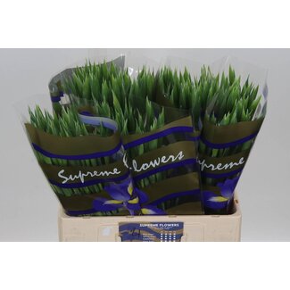 Freshy Iris “Apollo” | Farbe: Gelb | Länge ± 66 centimeter | Pro 50 Stiele frische Blumen
