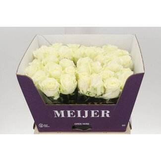 Freshy Roses “Avalanche Masterpiece” | Couleur: Wit | Longueur ± 60 centimeter | Par 10 rozen