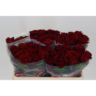 Freshy Rosen “Ever Red” | Farbe: Rot | Länge ± 50 centimeter | Pro 10 Rosen