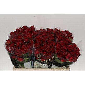 Freshy Rose en grappe “Dominica” | Couleur: Rouge | Longueur ± 50 centimeter | Par 10 roses