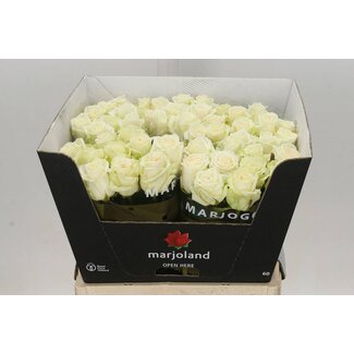 Freshy Rosen “Dolomiti” | Farbe: Weiß | Länge ± 60 centimeter | Pro 10 Rosen