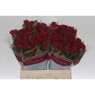 Freshy Rosen “Red Tacazzi” | Farbe: Rot | Länge ± 40 centimeter | Pro 20 Rosen