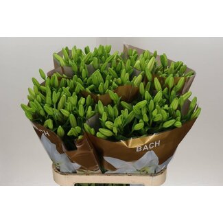 Freshy Lilie Longiflorum x Asiatische Lilie Aqua “Bach” | Farbe: Weiß | Länge ± 95 centimeter | Pro 10 Stiele frische Blumen