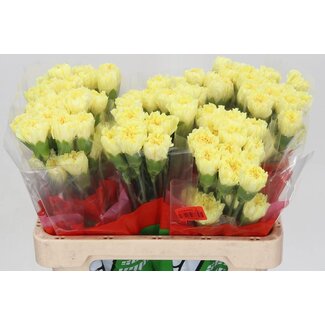 Freshy Oeillet court “Hermes” | Couleur: Jaune | Longueur ± 55 centimeter | Par 20 fleurs fraîches