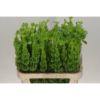Freshy Moluccella Clochettes d'Irlande “Angelonia” | Couleur: Vert | Longueur ± 80 centimeter | Par 10 fleurs fraîches