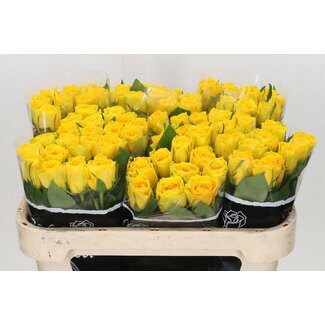 Freshy Rosen “Solero” | Farbe: Gelb | Länge ± 70 centimeter | Pro 20 Rosen