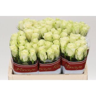 Freshy Rosen “Athena” | Farbe: Weiß | Länge ± 50 centimeter | Pro 10 Rosen
