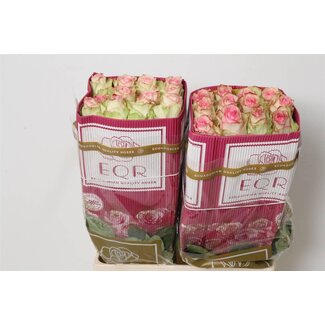 Freshy Großblütige Rose “Esperance” | Farbe: Rosa | Länge ± 60 centimeter | Herkunft Ecuador | Pro 25 frische Rosen