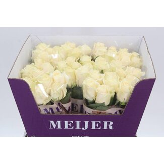 Freshy Rosen “Four Seasons” | Kleur: Weiß | Länge ± 60 centimeter | Pro 10 Rosen