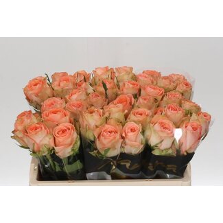 Freshy Rosen “Barbarella” | Farbe: Rosa | Länge ± 50 centimeter | Pro 10 Rosen