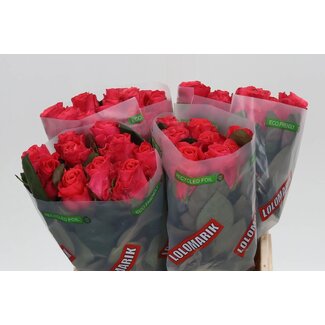 Freshy Roses “Pink Tacazzi” | Couleur: Rose | Longueur ± 40 centimeter | Par 20 roses