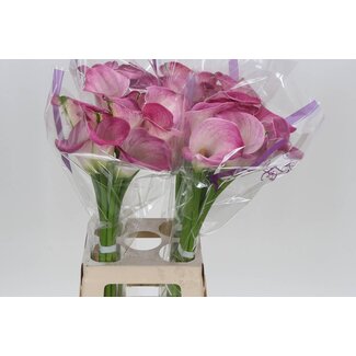 Freshy Zantedeschia Calla “Denver” | Farbe: Lila | Länge ± 70 centimeter | Pro 10 frische Blumen