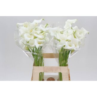 Freshy Zantedeschia Calla “Crystal Clear” | Farbe: Weiß | Länge ± 65 centimeter | Pro 10 frische Blumen