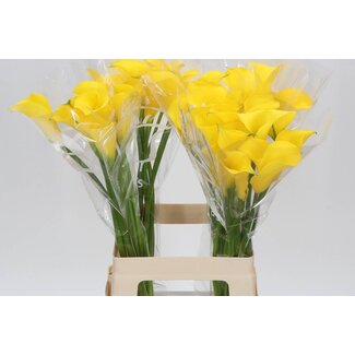 Freshy Zantedeschia Calla “Gold Medal” | Couleur: Jaune | Longueur ± 65 centimeter | Par 10 fleurs fraîches