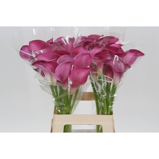 Freshy Zantedeschia Calla “Pink Jewel” | Couleur: Pourpre Roze | Longueur ± 65 centimeter | Par 10 fleurs fraîches