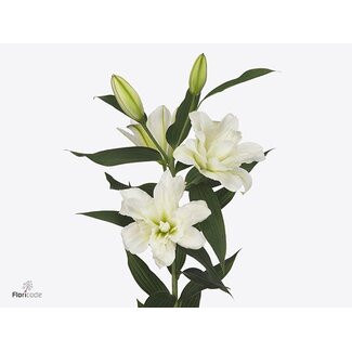 Freshy Lys oriental double Aqua “Arosa” | Couleur: Blanc | Longueur ± 80 centimeter | Par 10 tiges de fleurs fraîches