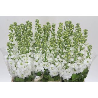 Freshy Giroflée Matthiola Incana “Aida White” | Couleur: Blanc | Longueur ± 60 centimeter | Par 10 fleurs fraîches