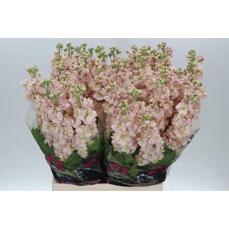 Freshy Giroflée Matthiola Incana “Milla Salmon” Extra | Couleur: Rose | Longueur ± 75 centimeter | Par 10 fleurs fraîches