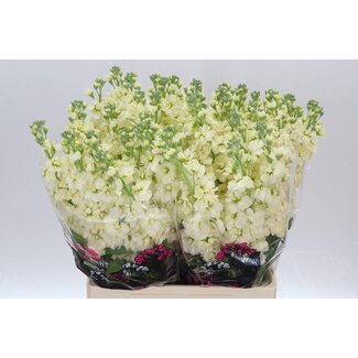 Freshy Levkoje Matthiola Incana “Mathilda Gelb” Extra | Farbe: Gelb | Länge ± 70 centimeter | Pro 10 frische Blumen