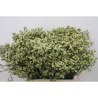Freshy Limonium Sinuatum “Senecio Lemonade” | Couleur: Jaune | Longueur ± 70 centimeter | Par 25 tiges de fleurs fraîches