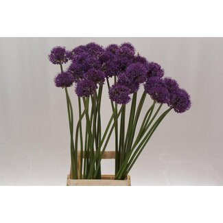Freshy Allium Zierlauch “Dark Knight” | Farbe: Violett | Lengte ± 85 centimeter | Per 10 stelen verse bloemen