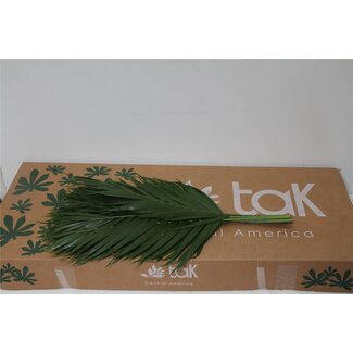 Freshy Chamaedorea Catpalm | Farbe: Grün | Länge ± 60 centimeter | Pro 5 Bündel
