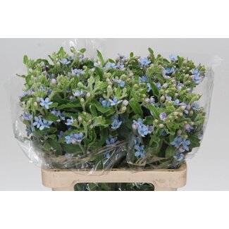 Freshy Tanacetum “Pure Blue” | Kleur: Blauw | Lengte ± 60 centimeter | Per 25 stelen verse bloemen