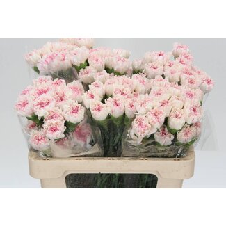Freshy Kurze Nelke “Yukari Cherry” | Farbe: Weißrosa | Länge ± 55 centimeter | Pro 20 frische Blumen