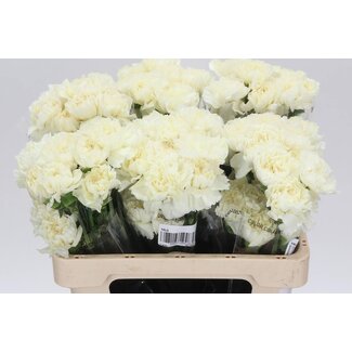 Freshy Kurze Nelke “Diletta Crema” | Farbe: Gelb | Länge ± 55 centimeter | Pro 20 frische Blumen