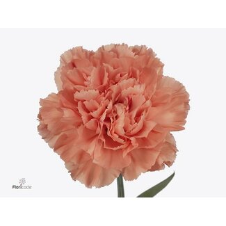 Freshy Lange Nelke “Hermes Orange” | Farbe: Orange | Länge ± 65 centimeter | Pro 20 frische Blumen
