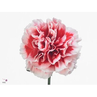Freshy Kurze Nelke “Cheerio” | Farbe: Rot | Länge ± 55 centimeter | Pro 20 frische Blumen