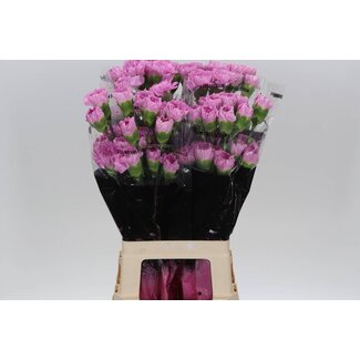 Freshy Long Œillet “Birmania” | Couleur: Rose | Longueur ± 70 centimeter | Par 20 fleurs fraîches