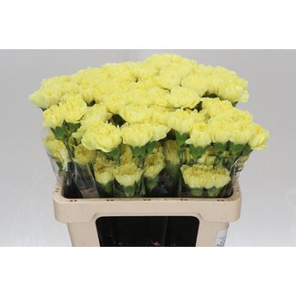 Freshy Oeillet court “Emma” | Couleur: Jaune | Longueur ± 55 centimeter | Par 20 fleurs fraîches