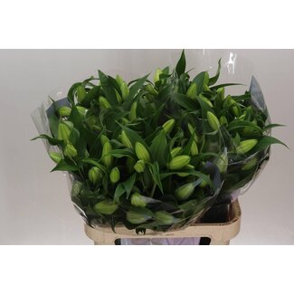 Freshy Lilie Oriental Doppel Aqua “Rl Aisha” | Farbe: Weiß | Länge ± 85 centimeter | Pro 10 Stielen frische Blumen