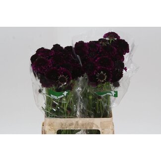 Freshy Scabiosa Atropurpurea Scoop “Velvet” | Farbe: Lila | Länge ± 60 centimeter | Pro 30 frische Blumen