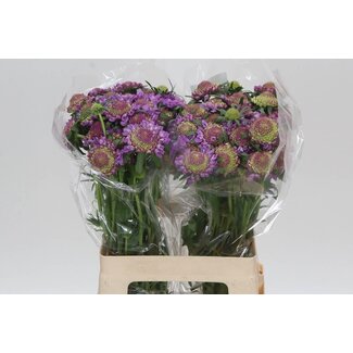 Freshy Scabiosa Atropurpurea Scoop “Ube” | Couleur: Violet | Longueur ± 60 centimeter | Par 30 fleurs fraîches