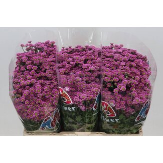 Freshy Chrysantheme Chrysant Santini “Mad Tanga Pink” | Farbe: Rosa | Länge ± 55 centimeter | Pro 25 Stiele frische Blumen