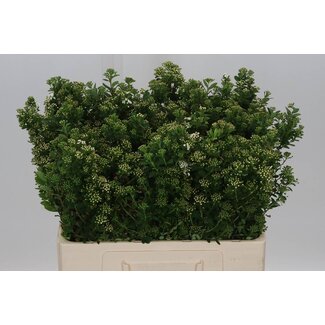 Freshy Spiraea Nip Snowmound Bio | Couleur: Vert | Longueur ± 60 centimètre | Par 10 branches
