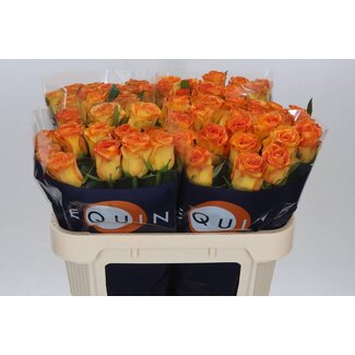 Freshy Roses “Trinidad” | Couleur: Orange Jaune | Longueur ± 70 centimeter | Par 10 roses