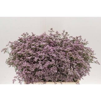 Freshy Limonium Safora “Oshi Pink” | Couleur: Violet Rose | Longueur ± 60 centimeter | Par 25 tiges de fleurs fraîches