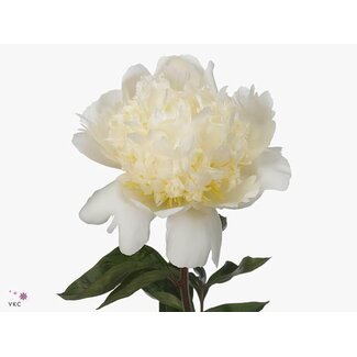 Freshy Paeonia Pivoine “Bridal Shower” | Couleur: Blanc | Longueur ± 60 centimeter | Par 10 pivoines fraîches