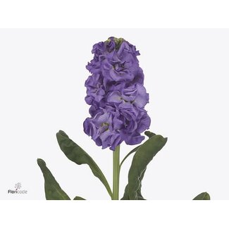 Freshy Giroflée Matthiola Incana “Iron Blue” | Couleur: Violet | Longueur ± 60 centimeter | Par 10 fleurs fraîches