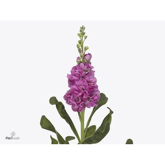 Freshy Violier Matthiola Incana “Iron Deep Pink” | Farbe: Rosa | Länge ± 60 centimeter | Pro 10 frische Blumen