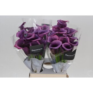 Freshy Zantedeschia Calla “Durban” | Couleur: Violet | Longueur ± 65 centimeter | Par 10 fleurs fraîches