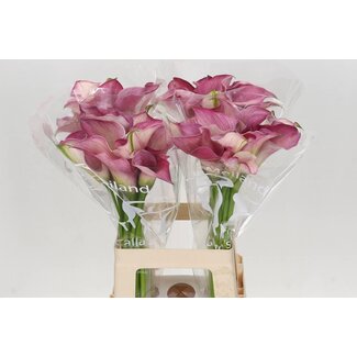 Freshy Zantedeschia Calla “Capt Romance” | Couleur: Violet | Longueur ± 65 centimètre | Par 10 fleurs fraîches