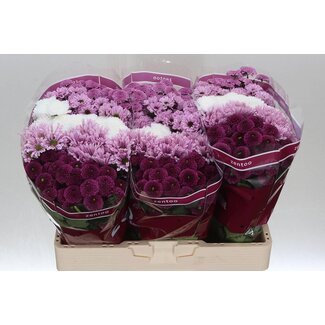 Freshy Chrysanthème Chrysant Santini Mélangé “Sweet” | Couleur: Couleurs mélangées | Longueur ± 55 centimètre | Par 25 tiges de fleurs fraîches
