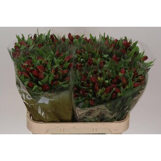 Freshy Alstroemeria Incalelie “Hot Pepper” | Farbe: Rot | Länge ± 75 centimeter | Herkunft Import | Pro 10 Stiele frische Blumen