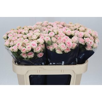 Freshy Hollandse Trosroos “Severina” | Kleur: Roze | Lengte ± 70 centimeter | Per 10 verse rozen